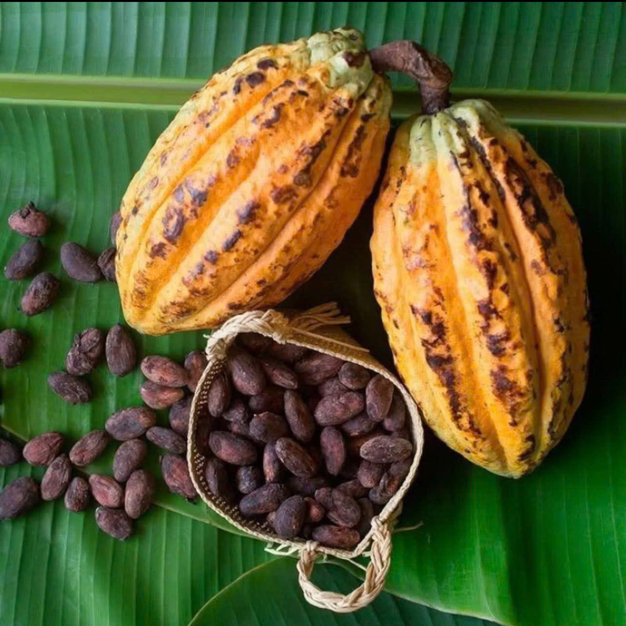 CACAO HẠT GIA LAI THÀNH PHAN 200G
