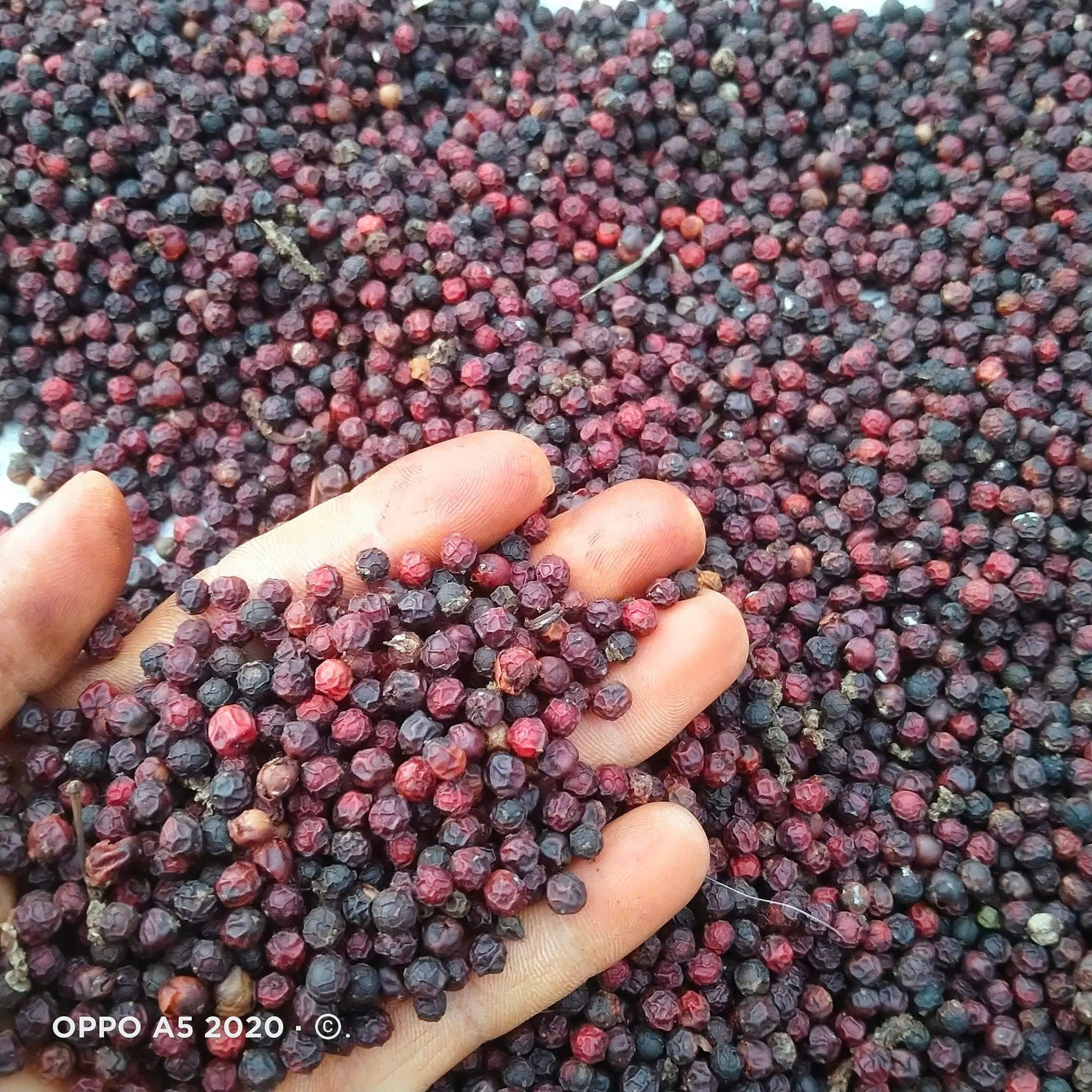 TIÊU ĐEN THÀNH PHAN GIA LAI 100G